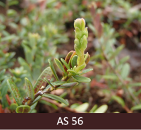 Dzērvenei no pumpura parādās jaunas lapas un atsevišķas ziedu aizsargplēksnes. 