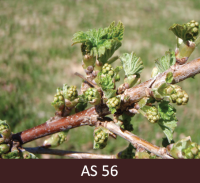 Uz jāņogulāja zara sāk pagarināties ziedkopas.