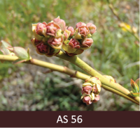 Mellenes ziedkopa pagarinās, ziedpumpuri turas cieši kopā. 