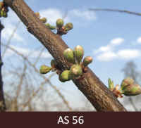 Plūmes ziedpumpuri ar pagarinātiem ziedkātiņiem, atsevišķi ziedi atdalījušies, kauslapas sakļautas, ziedlapas pagarinātas. ziedlapas pagarinās.