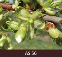 Saldā ķirša ziedpumpuri ar pagarinātiem ziedkātiņiem, atsevišķi ziedi atdalījušies, kauslapas sakļautas, ziedlapas pagarinātas.