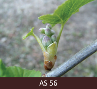 Uz upeņu zara sāk pagarināties ziedkopa.