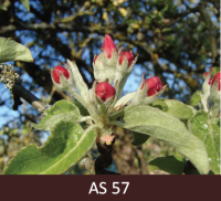 Ābeles zars sarkano pumpuru stadijā. Ziedpumpuru kātiņi pagarinājušies, ziedlapas pagarinās,saredzamas.