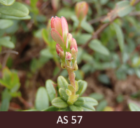 Dzērvenes ziedpumpuru atdalīšanās, zieda stumbrs pagarinās.