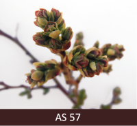 Mellenes ziedpumpuri daļēji izveidojušies, ziedpumpuri sāk atdalīties. 