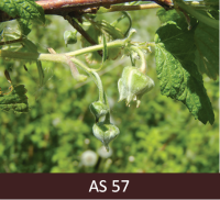 Avenēm izveidojušies pirmie ziedpumpuri