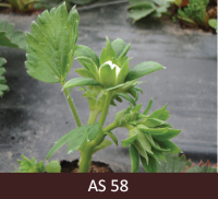  Ziedkopas tuvplāns. Pumpuri atdalījušies viens no otra. Pirmā ziedpura ziedlapas veido sfērisku lodi baltā krāsā.