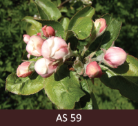 Ābeles zars ar ziediem ziedpumpuru uzbriešanas stadijā, „balonu stadijā”.