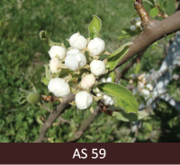 Bumbieres zars ar ziediem ziedpumpuru uzbriešanas stadijā, „balonu stadijā”.