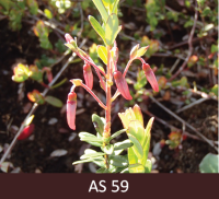 Dzērvenes ziedpumpuru atdalīšanās – pumpuri veido āķa formu. 