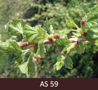 Ērkšķogas zars ar jaunām zaļām lapiņām, visi ziedpumpuri atdalījušies viens no otra.