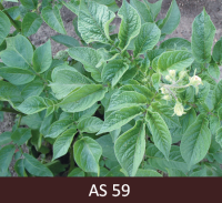 Galvenā kartupeļa stublāja ziedpumpuros attīstījušās pirmās ziedlapiņas.