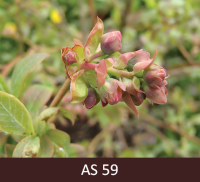 Mellenes ziedpumpuri izveidojušies un atdalījušies viens no otra. 