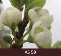 Plūmes zars ar ziedlapām. Ziedlapas sakļautas lodes formā, ir putekšņlapas.