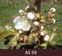 Saldā ķirša zars ar ziedlapām. Ziedlapas sakļautas lodes formā, ir putekšņlapas. 