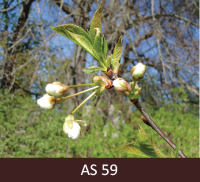 Skābā ķirša zars ar ziedlapām. Ziedlapas sakļautas lodes formā, ir putekšņlapas. 