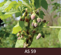 Upeņu ziedpumpuri atdalījušies.