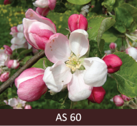 Ābeles zars ar pirmiem atvērušiem ziediem. 