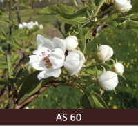 Bumbieres zars ar pirmiem atvērušiem ziediem. 