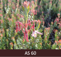 Dzērvenes pirmie ziedi atvērušies. 