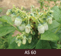 Mellenes pirmie ziedi atvērušies. 