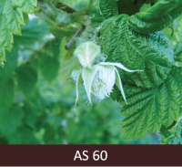 Atvērušies pirmie aveņu ziedi.