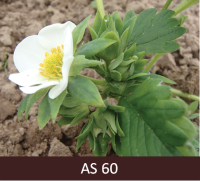 Zemeņu ziedkopa, viens zieds atvēries ziedēšanai.