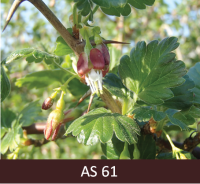 Ērkšķogas zars ar lapām un ērkšķiem, pirmie ziedi uz zara ir atvērušies. Ziedēšanas sākums.