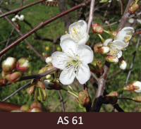 Skābā ķirša zars ar ziediem, pirmie ziedi atvērušies. 