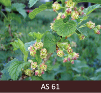 Uz upeņu zara izplaukuši aptuveni 10% ziedu.