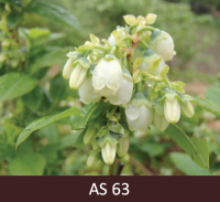 Mellenes ar trešdaļu uzziedējušu ziedu. 