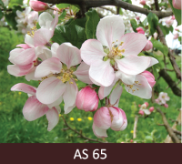 Ābeles zars ar ziediem pilnziedā. Atvērušies apmēram puse no ziediem.