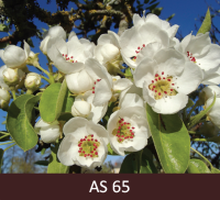 Bumbieres zars ar ziediem pilnziedā. Atvērušies apmēram puse no ziediem.