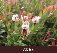 Dzērvenes ziedēšanas vidus, puse ziedu atvērušies. 