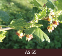 Ērkšķogas zars ar lapām. Lielākā daļa ziedu tuvplānā atvērušies.