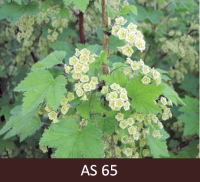 Jāņogulājā izplaukuši vismaz 50% ziedu. 