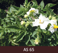 Kartupeļa ziedu pilnzieds. Baltiem ziediem zied lielākā daļa ziedu, daži vēl pumpuros