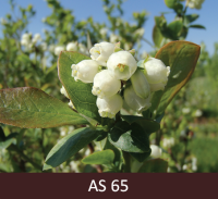 Mellenes ziedēšanas vidus, puse ziedu atvērušies. 