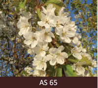 Skābā ķirša zars ar ziediem pilnziedā. Puse ziedu atvērusies, pirmās vainaglapas sāk birt. 