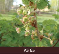 Izplaukuši vairāk kā puse upeņu ziedu.