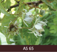 Avenes zied baltiem ziediem