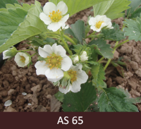 Ziedkopā lielākā daļa ziedu atvērušies. Pilnzieds