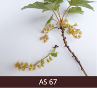 Jāņogulāja ziedēšanas nobeigums, visi ziedi izplaukuši, vairums ziedlapu sažuvušas. 