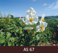 Kartupeļu ziedi izziedējuši baltā krāsā