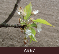 Saldā ķirša zars ar ziediem. Ziedi izbalējuši, vairums vainaglapu nobirušas. 