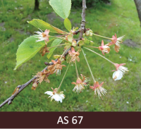 Skābā ķirša zars ar ziediem. Ziedi izbalējuši, vairums vainaglapu nobirušas. 