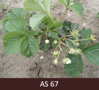 Lielākā daļa ziedu ziedkopā noziedējuši, ziedlapiņas nobirušas.