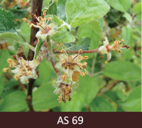 Ābeles zars ar nobirušām ziedlapām.