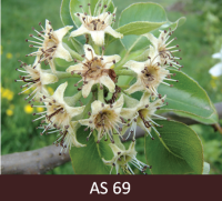 Bumbieres zars ar nobirušām ziedlapām.