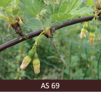 Tuvplānā ērkšķogu zars ar noziedējušiem ziediem, ziedlapas nokaltušas.